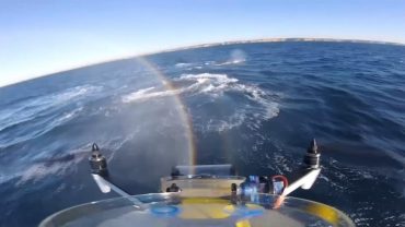 Snot-catching drone helps diagnose whales