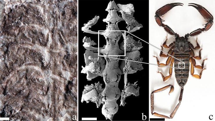 This is the oldest scorpion known to science | Science